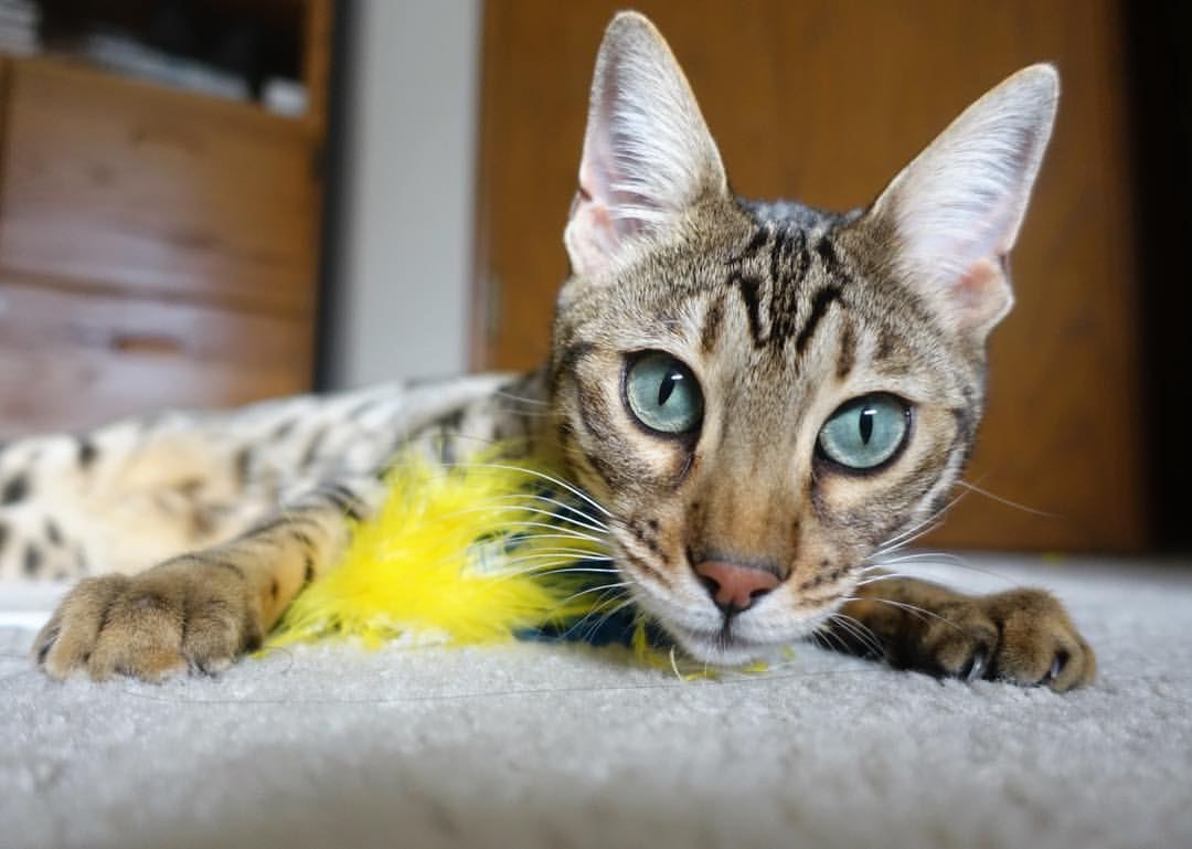 开云体育在线登入-热火训练现场媒体开放吸引大量记者，热火媒体日